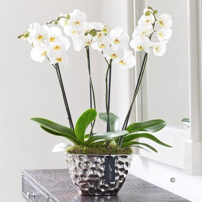 Luxury Phalaenopsis Planter